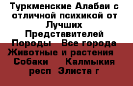 Туркменские Алабаи с отличной психикой от Лучших Представителей Породы - Все города Животные и растения » Собаки   . Калмыкия респ.,Элиста г.